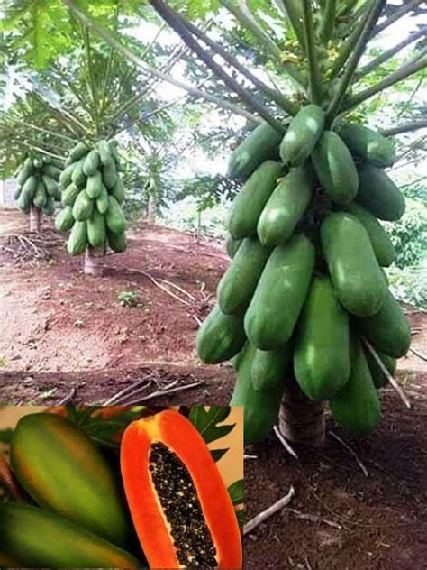 Rich Farm Kenya Profitable Agribusiness Ideas In Fruit Farming How To