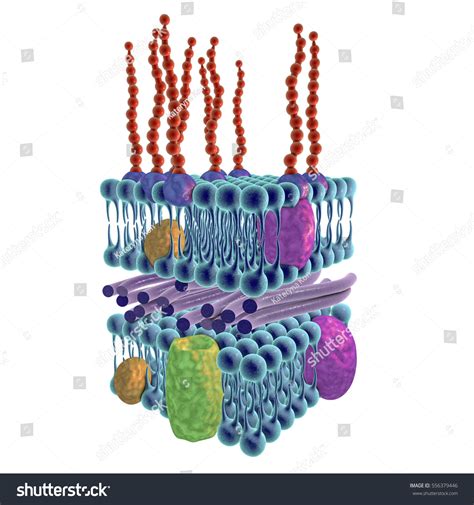 Structure Cell Wall Gram Negative Bacteria 3d Stock Illustration