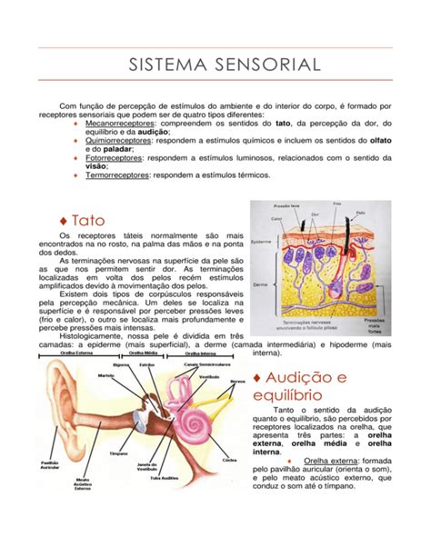 Roteiro Sistema Sensorial