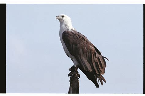 Vol 17 シロハラウミワシ White Bellied Sea EaglesHaliaeetus leucogaster 日本