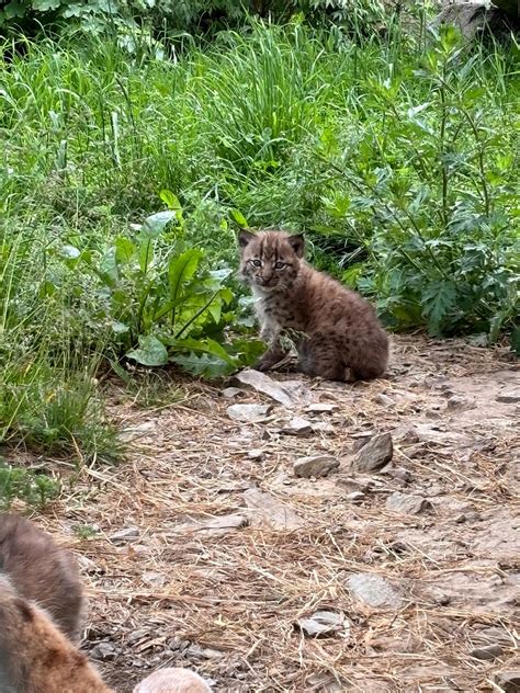 Luchsnachwuchs Mal Drei Im Wildpark Assling Dolomitenstadt