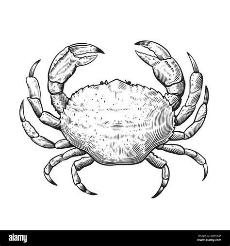 Black And White Line Illustration Of Crab In Sketch Engraving Vintage