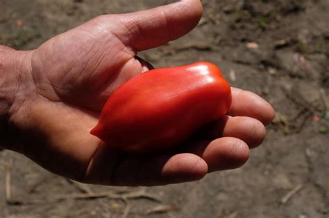 Il Pomodoro San Marzano L Oro Rosso Dell Agro Nocerino Sarnese