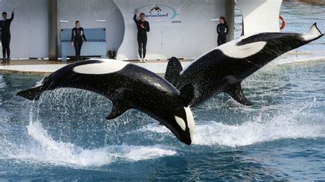 Pour le Marineland dAntibes le casse tête de lavenir des orques