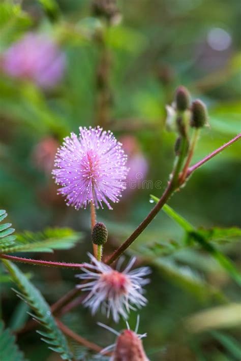 Mimosa Strigillosa Also Known As Sunshine Mimosa And Powderpuff Stock