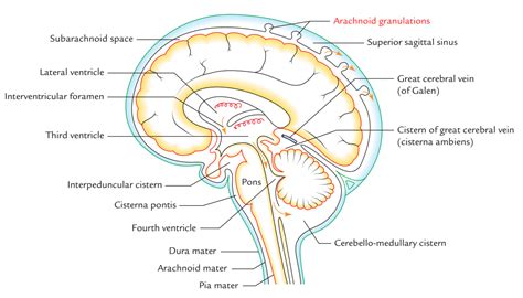 Arachnoid Villi and Arachnoid Granulations – Earth's Lab