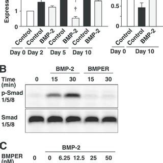 Inhibition Of Bmp Signaling By Bmper A Inhibition Of Spontaneous