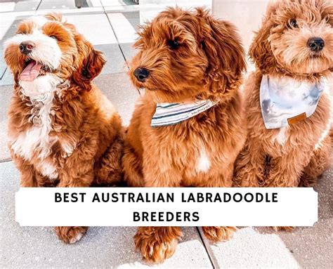 14 Best Australian Labradoodle Breeders (2023)! - We Love Doodles