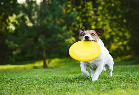 Anjing Dewasa Bermain Menangkap Dan Mengambil Dengan Disk Plastik Di