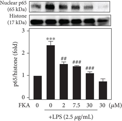 Lps Stimulated Ros Levels Nfκb Activation And Inos Cox 2 Tnf α And