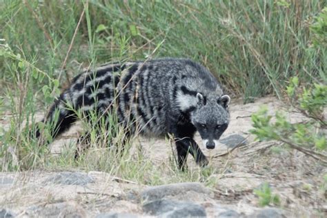 African Civet Facts - CRITTERFACTS