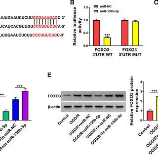 Mir B P Was Sponged By Circasxl A The Binding Sites Between