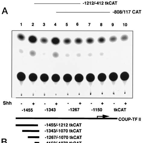 Identification Of A Shhre On The Coup Tfii Promoter A Cos 1 Cells Were Download Scientific