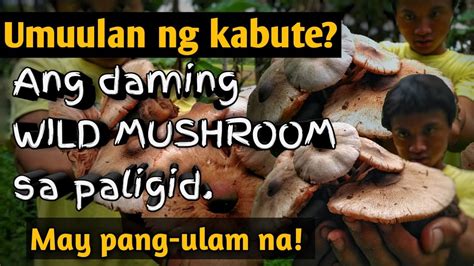 Wild Mushroom Kabute Where Can We Find Them Ano Ano Ang Iba T Ibang