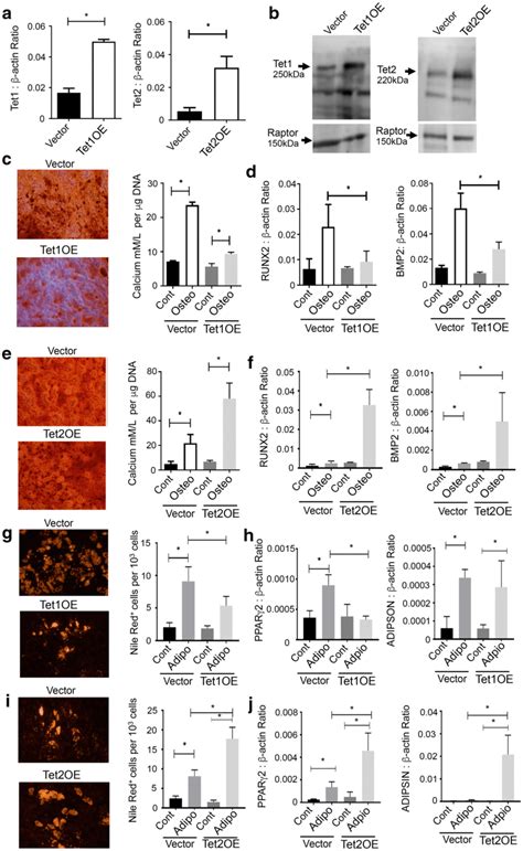 Overexpression Of Tet1 And Tet2 Differentially Regulates Osteogenesis Download Scientific