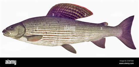 Grayling Fish Cut Out Stock Images And Pictures Alamy