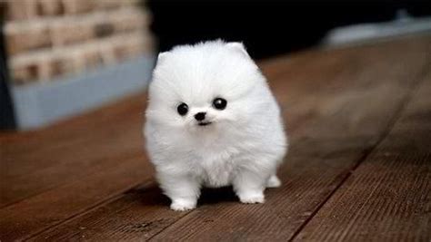 Pomeranian Shedding Period - Pets Lovers