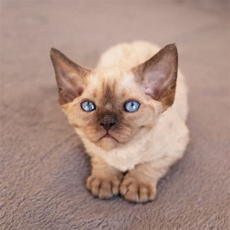 Cute Mink Color Devon Rex Male Kitten 4 Months Old Is Sitting On