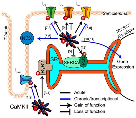 Camkii Regulation Of Cardiomyocyte Electrophysiology And Ca Handling