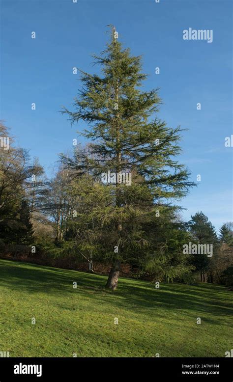 Winter Foliage Of An Old Evergreen Deodar Cedar Tree Cedrus Deodara