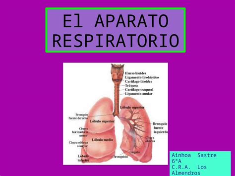 PPT Aparato Respiratorio Ainhoa DOKUMEN TIPS