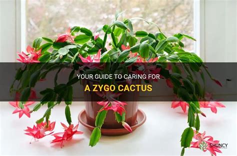 Your Guide To Caring For A Zygo Cactus Shuncy