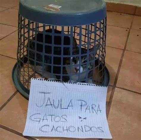 Jaula Para Gatos Cachondos Rmujicocity