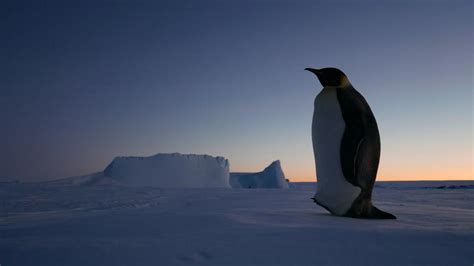 March of the Penguins 2 - The Call de Luc Jacquet (2016) - Unifrance