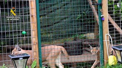 Recuperan dos linces protegidos que habían sido vendidos de forma ilegal