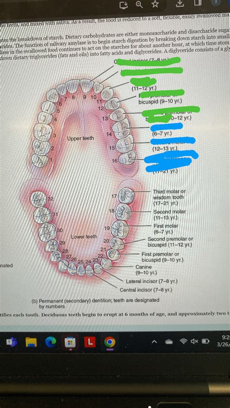 Adult Teeth Diagram Quizlet