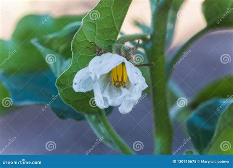 White Eggplant Eggplant Aubergine Guinea Squash Flower Stock Image