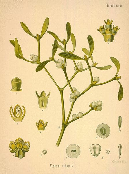 A Modern Herbal | Mistletoe