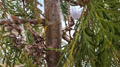 Northern White Cedar Cone