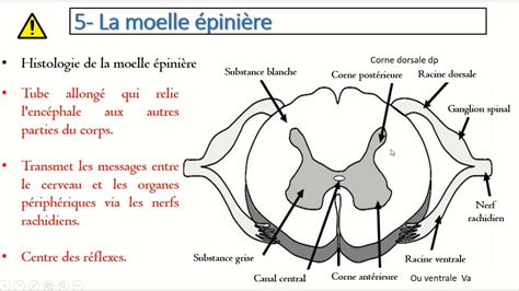 Seconde Syst Me Nerveux Histologie Du Syst Me Nerveux Partie La