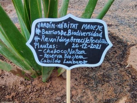 El Ayuntamiento de Arrecife colabora en la replantación del jardín