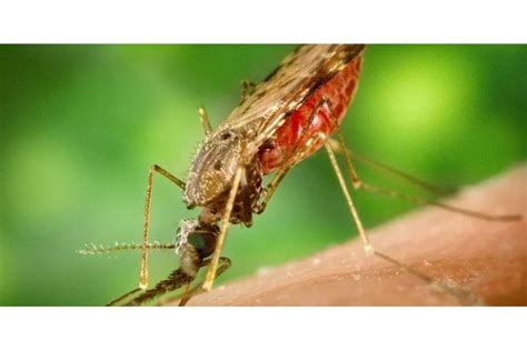 Govt links malaria upsurge to new mosquito species | Monitor