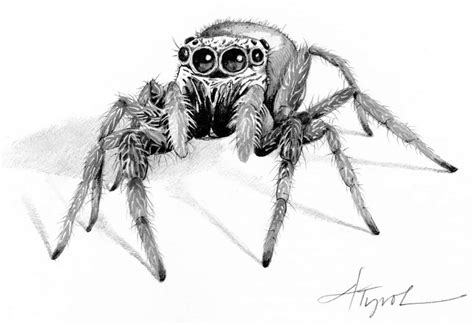 Spider Eyes Are Watching You | The Outside Story