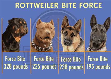 What is the strength of the rottweiler bite force? | Rottweiler Life