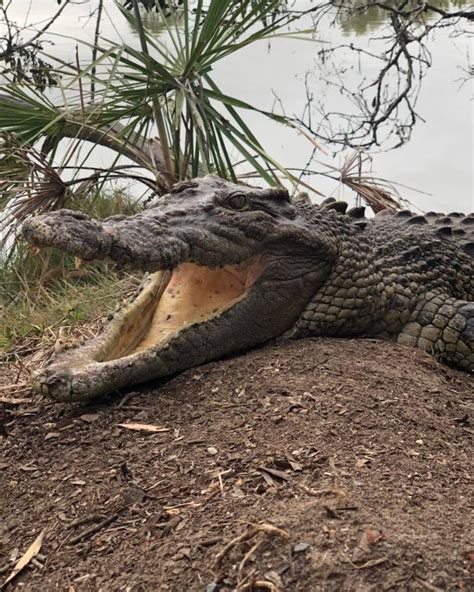 Low Flying Helicopter Puts Australian Farm S Crocodiles In The Mood