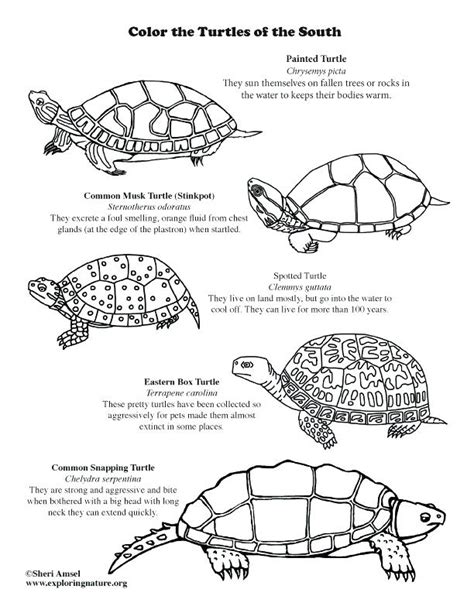 Box Turtle Coloring Page At Free Printable Colorings