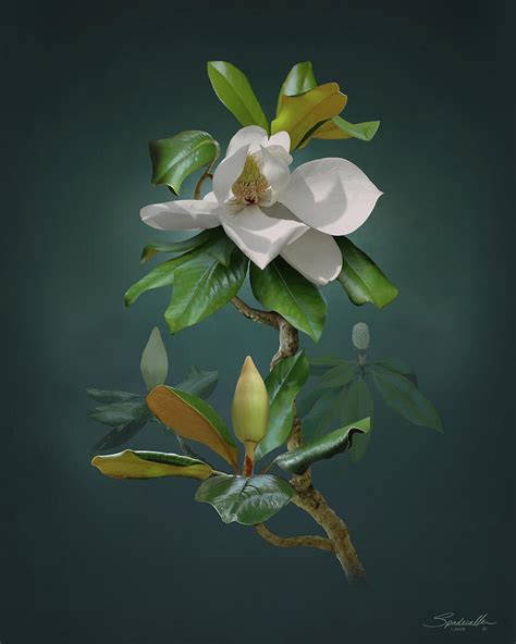 Southern Magnolia Tree Digital Art By M Spadecaller Fine Art America