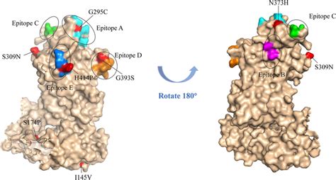 3D Structure Modeling Of VP1 Region Of Norovirus GII 4 P31 Strain