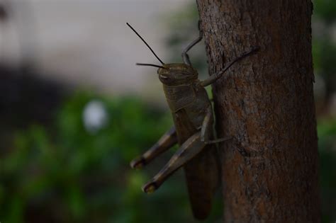 Gräshoppa Insekt Entomologi Gratis foto på Pixabay