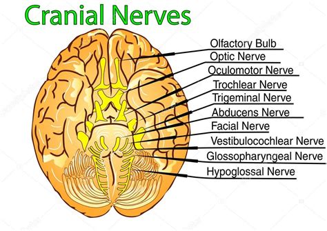 Cranial Nerves Stock Vector Image By Arkela