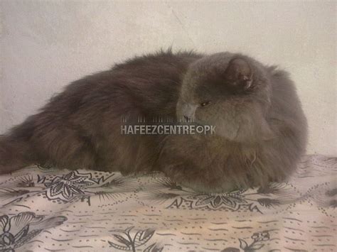 New Russian Cat Male Price In Pakistan Buy Or Sell Anything In Pakistan