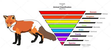 Ejemplo de diagrama infográfico de clasificación animal que muestra el ...