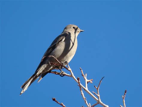 Bird Report Blog Archive Signs