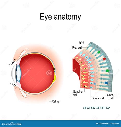 Human Eye Diagram With Rods And Cones