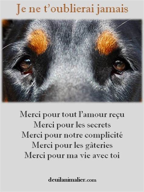 Comment Annoncer Le Décès De Son Chien Avec Émotion Texte Apparenté