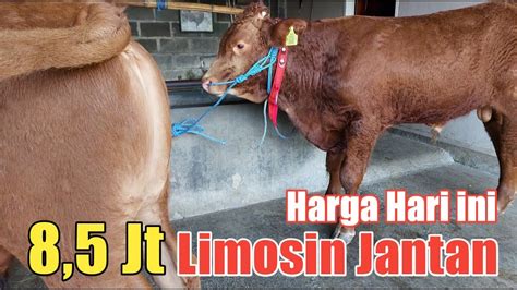 Review Harga Sapi Sisa Setelah Laku 25 Ekor Grosir Sapi Haji Rudi YouTube